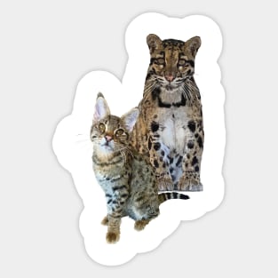 felines Sticker